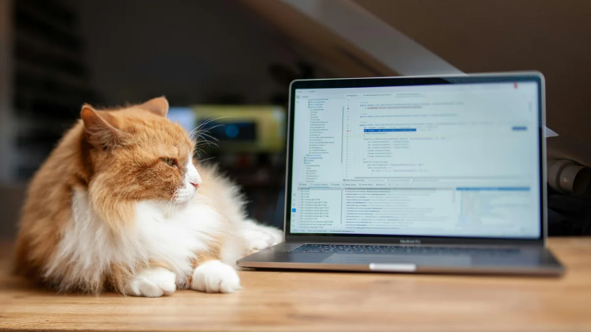 A cat on a desk looking at a Macbook